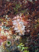 Nudibranch. Potpn u ostrova Bunaken, lokalita Chelo Chelo. Sulawesi,  Indonsie.