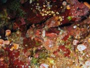 Scorpionfish. Potpn u ostrova Bunaken, lokalita Alban. Sulawesi,  Indonsie.