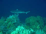 Whitetip Reef Shark. Potpn u ostrova Bunaken, lokalita Alban. Sulawesi, Indonsie.