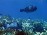 Double-headed Parrotfish (Bolbometopon muricatum). Potpn u ostrov Togian, Kadidiri, lokalita Taipee Wall. Sulawesi,  Indonsie.