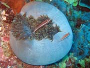 Klaun (Clown Anemonefish) ve svm hostiteli rostlin anemone. Potpn u ostrov Togian, Kadidiri, lokalita Labyrint. Sulawesi, Indonsie.