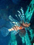 Perutn, nebo-li Lionfish. Potpn u ostrov Togian, Kadidiri, vrak bombardru B24 z druh svtov vlky potopen 3. kvtna 1945. Sulawesi,  Indonsie.