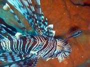 Perutn, nebo-li Lionfish. Potpn u ostrov Togian, Kadidiri, vrak bombardru B24 z druh svtov vlky potopen 3. kvtna 1945. Sulawesi,  Indonsie.