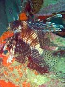 Perutn, nebo-li Lionfish. Potpn u ostrov Togian, Kadidiri, vrak bombardru B24 z druh svtov vlky potopen 3. kvtna 1945. Sulawesi,  Indonsie.