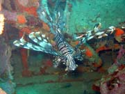 Perutn, nebo-li Lionfish. Potpn u ostrov Togian, Kadidiri, vrak bombardru B24 z druh svtov vlky potopen 3. kvtna 1945. Sulawesi, Indonsie.