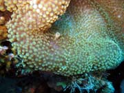 Anemone Cleaning Shrimp. Potpn u ostrov Togian, Kadidiri, lokalita Two Canyons. Sulawesi, Indonsie.