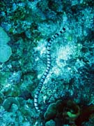 Korlov had - Sea krait (Laticauda colubrina). Potpn u ostrov Togian, Kadidiri, lokalita Two Canyons. Sulawesi, Indonsie.