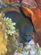 Murna, nebo-li Giant moray eel (Gymnothorax javanicus). Potpn u ostrov Togian, Kadidiri, lokalita Two Canyons. Sulawesi, Indonsie.