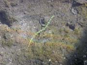 Pipefish. Potpn u ostrov Togian, Una Una, lokalita Apollo. Sulawesi, Indonsie.