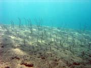 ho, nebo-li Garden eel. Potpn u ostrov Togian, Una Una, lokalita Apollo. Sulawesi,  Indonsie.