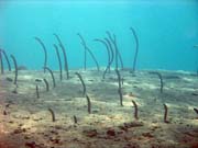 ho, nebo-li Garden eel. Potpn u ostrov Togian, Una Una, lokalita Apollo. Sulawesi,  Indonsie.