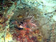 Lionfish. Potpn u ostrov Togian, Una Una, lokalita Apollo. Sulawesi,  Indonsie.