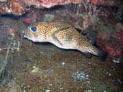 Spotted porcupinefish. Potpn u ostrov Togian, Una Una, lokalita Apollo. Sulawesi,  Indonsie.