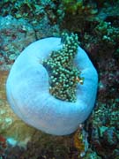 Klaun (Clown Anemonefish) ve svm hostiteli rostlin anemone. Potpn u ostrov Togian, Una Una, lokalita Fishermania/Pinnacle. Sulawesi,  Indonsie.