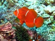 Klaun (Clown Anemonefish). Potpn u ostrov Togian, Kadidiri, lokalita Dominic Rock. Sulawesi,  Indonsie.