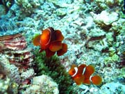 Klaun (Clown Anemonefish). Potpn u ostrov Togian, Kadidiri, lokalita Dominic Rock. Sulawesi,  Indonsie.