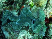 Giant Clam, Potpn u ostrov Togian, Kadidiri, lokalita Dominic Rock. Sulawesi,  Indonsie.