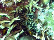 Giant Clam, Potpn u ostrov Togian, Kadidiri, lokalita Dominic Rock. Sulawesi,  Indonsie.