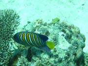 Regal angelfish (Pomacanthus diacanthus). Potpn u ostrov Togian, Kadidiri, lokalita Dominic Rock. Sulawesi,  Indonsie.