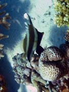 Bannerfish. Potpn u ostrov Togian, Kadidiri, lokalita Dominic Rock. Sulawesi,  Indonsie.