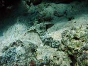 Crocodile Fish. Potpn u ostrov Togian, Kadidiri, lokalita Dominic Rock. Sulawesi,  Indonsie.