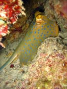 Rejnok, nebo-li Bluespotted ray (Dasyatis kuhlii). Potpn u ostrov Togian, Kadidiri, lokalita Taipai. Sulawesi,  Indonsie.