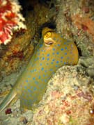 Rejnok, nebo-li Bluespotted ray (Dasyatis kuhlii). Potpn u ostrov Togian, Kadidiri, lokalita Taipai. Sulawesi,  Indonsie.