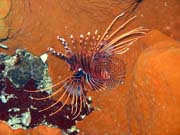 Perutn, nebo-li Lionfish. Potpn u ostrov Togian, Kadidiri, lokalita Taipai. Sulawesi,  Indonsie.