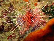 Perutn, nebo-li Lionfish. Potpn u ostrov Togian, Kadidiri, lokalita Taipai. Sulawesi,  Indonsie.