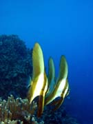 Bannerfish. Potpn u ostrov Togian, Kadidiri, lokalita Taipai. Sulawesi,  Indonsie.