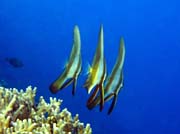 Bannerfish. Potpn u ostrov Togian, Kadidiri, lokalita Taipai. Sulawesi,  Indonsie.