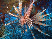 Lionfish. Potpn u ostrova Biak, lokalita Catalina wreck. Papua, Indonsie.