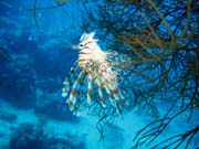 Lionfish. Potpn u ostrova Biak, lokalita Catalina wreck. Papua,  Indonsie.