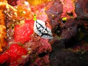 Nudibranch. Potpn u ostrova Biak, ostrov Owi. Papua,  Indonsie.