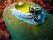 Nudibranch. Potpn u ostrova Biak, ostrov Owi. Papua,  Indonsie.