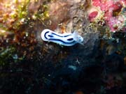 Nudibranch. Potpn u ostrova Biak, ostrov Owi. Papua,  Indonsie.