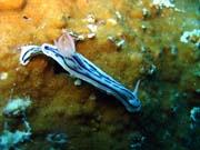 Nudibranch. Potpn u ostrova Biak, ostrov Owi. Papua,  Indonsie.