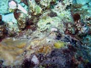 Pipefish. Potpn u ostrova Biak, ostrov Owi. Papua,  Indonsie.