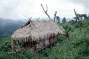 Tradin domeek. Laos.