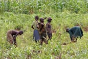 Prze na poli. Sombov jsou hlavn zemdlci. Oblast Boukoumb. Benin.