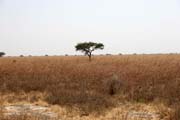 Nrodn park Waza. Kamerun.