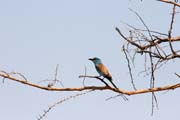 Ptk (Lilac-breasted Roller), Nrodn park Waza. Kamerun.