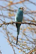 Ptk (Lilac-breasted Roller), Nrodn park Waza. Kamerun.