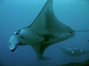 Rejnok manta (Manta birostris) na lokalit Manta Point u ostrova Nusa Penida. Bali, Indonsie.