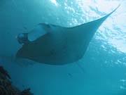 Rejnok manta (Manta birostris) na lokalit Manta Point u ostrova Nusa Penida. Bali, Indonsie.