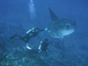 Msnk svtiv (Ocean Sunfish i Mola Mola) na lokalit Crystal Bay u ostrova Nusa Penida. Bali, Indonsie.