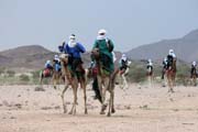 Tradin velbloud zvody na tuaresk svatb. Oblasti poho Air. Niger.