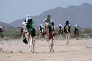 Tradin velbloud zvody na tuaresk svatb. Oblasti poho Air. Niger.