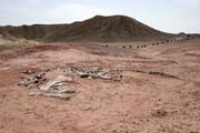 Kostra dinosaura - brontosaura. Dinousau hbitov v blzkosti msta Agadez.  Niger.