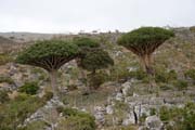 Endemick stromy Dra krev (Dracaena cinnabari) na planin Dixam. Ostrov Socotra (Suqutra). Jemen.